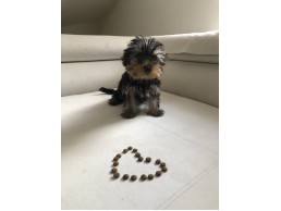 Teacup Yorkie Puppies For Sale