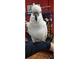 Very Friendly Umbrella Cockatoo Parrots for Sale