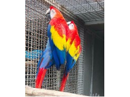 Beautiful and Talking Scarlet Macaw For Sale