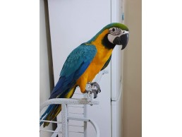 Talking Blue And Gold Macaw parrots for sale