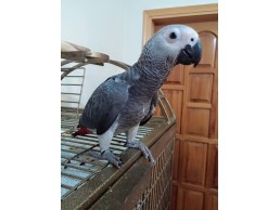 Talkative male and female African Grey parrots available now for sale