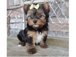 Gorgeous Teacup Yorkie puppies available