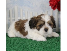Awesome Teacup Shih Tzu puppies for sale