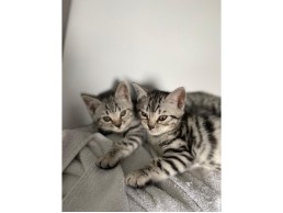 Beautiful bengal kittens available