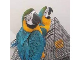 lovely msacaw parrots 