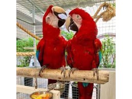 red and green macaw macaw parrots 