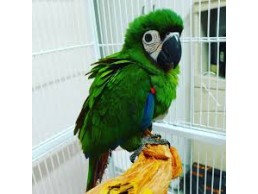amazon parrots 