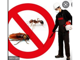 مكافحة الحشرات في البحرين