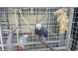A pair of Congo African Grey Parrots