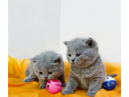  british shorthair kitten 