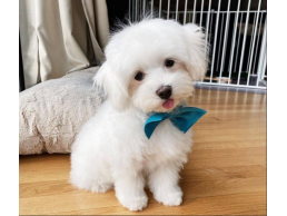 Smart Maltese Puppy for sell