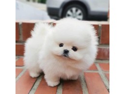 Pomeranian Puppies  for sale