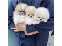 Trained  Pomeranian Puppies  for sale