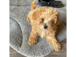 Attractive Toy Poodle Puppies  for sale