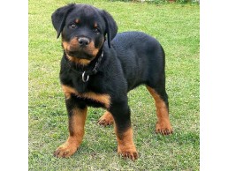 Trained Rottweiler  Puppies  for sale