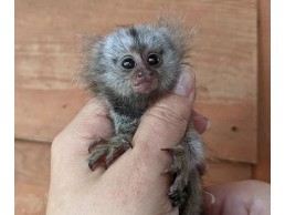 vaccinated Marmoset   Monkeys  for Sale