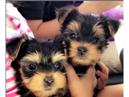 teacup Yorkie puppies ready for new homes