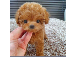 Outgoing Toy Poodle Puppies Available for sale