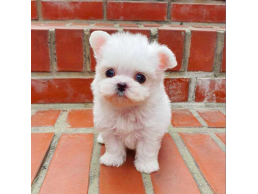 Cute Teacup Maltese Puppies Available