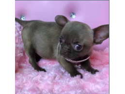 AKC Healthy Teacup chihuahua Puppies Available for sale
