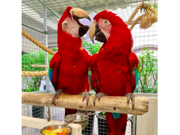 Adorable greenwing macaw parrots