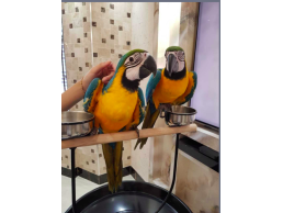 2 Talking Blue and Gold Macaw parrots for good homes now