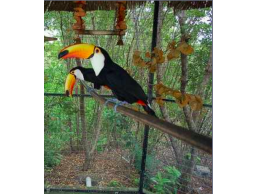 Pair of Toco Toucans for sale