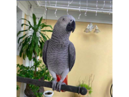 African Gray Parrots Ready For New Homes