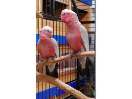 Friendly Super Tame Galah Cockatoo Parrots