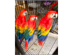 Lovely male and female Scarlet Macaw with Cage for Sale