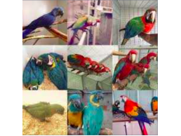 Multi Parrots Species Avian Center Pet Birds On Sale