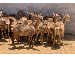 حيوانات للبيع في مدينة أبو ظبي الإمارات