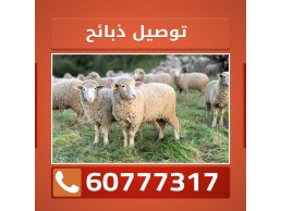 توصيل ذبائح الكويت الي البيت 60777317