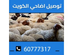 اضاحي الكويت 60777317