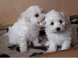 Bichon Frise Puppies available for sale 