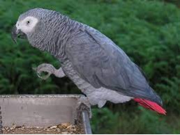 Talkative male and female African Grey