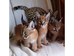 Lovely Caracal Kittens for Sale