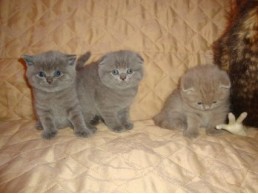 Cute Scottish Fold Kittens sale