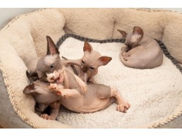 Lovely Sphynx Kittens available for sale 