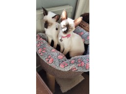 Adorable Siamese kittens for sale
