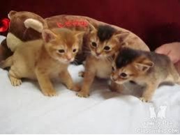 Cute Abyssinian Kittens For Sale