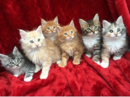 Lovely Maine Coon Kittens for sale