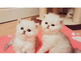 Cute Persians kittens for sale