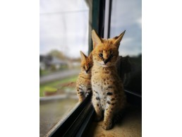 Beautiful Serval Kittens for sale