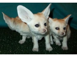 Lovely Registered Fennec fox for sale 