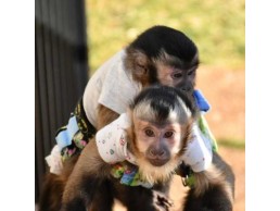  Healthy Capuchin Monkeys available 