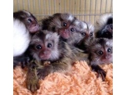 Well Trained Finger Marmoset Monkeys for sale