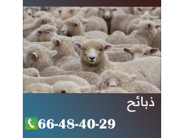 قصاب في الكويت بافضل الاسعار 66484029