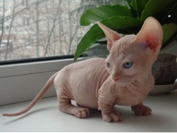 Sphynx kittens for sale