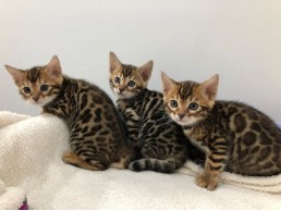 bengal kittens for sale